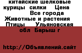 китайские шелковые курицы (силки) › Цена ­ 2 500 - Все города Животные и растения » Птицы   . Ульяновская обл.,Барыш г.